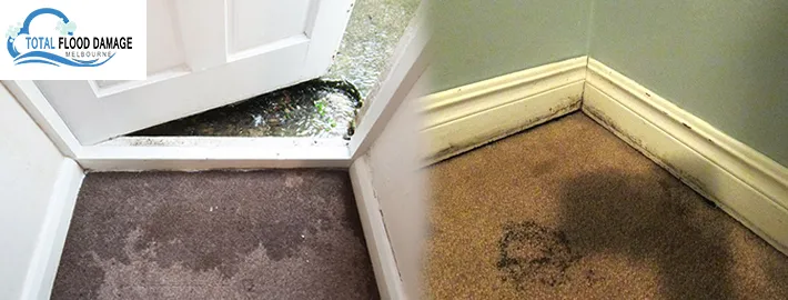 When and Why Should You Call a Professional Carpet Cleaner
